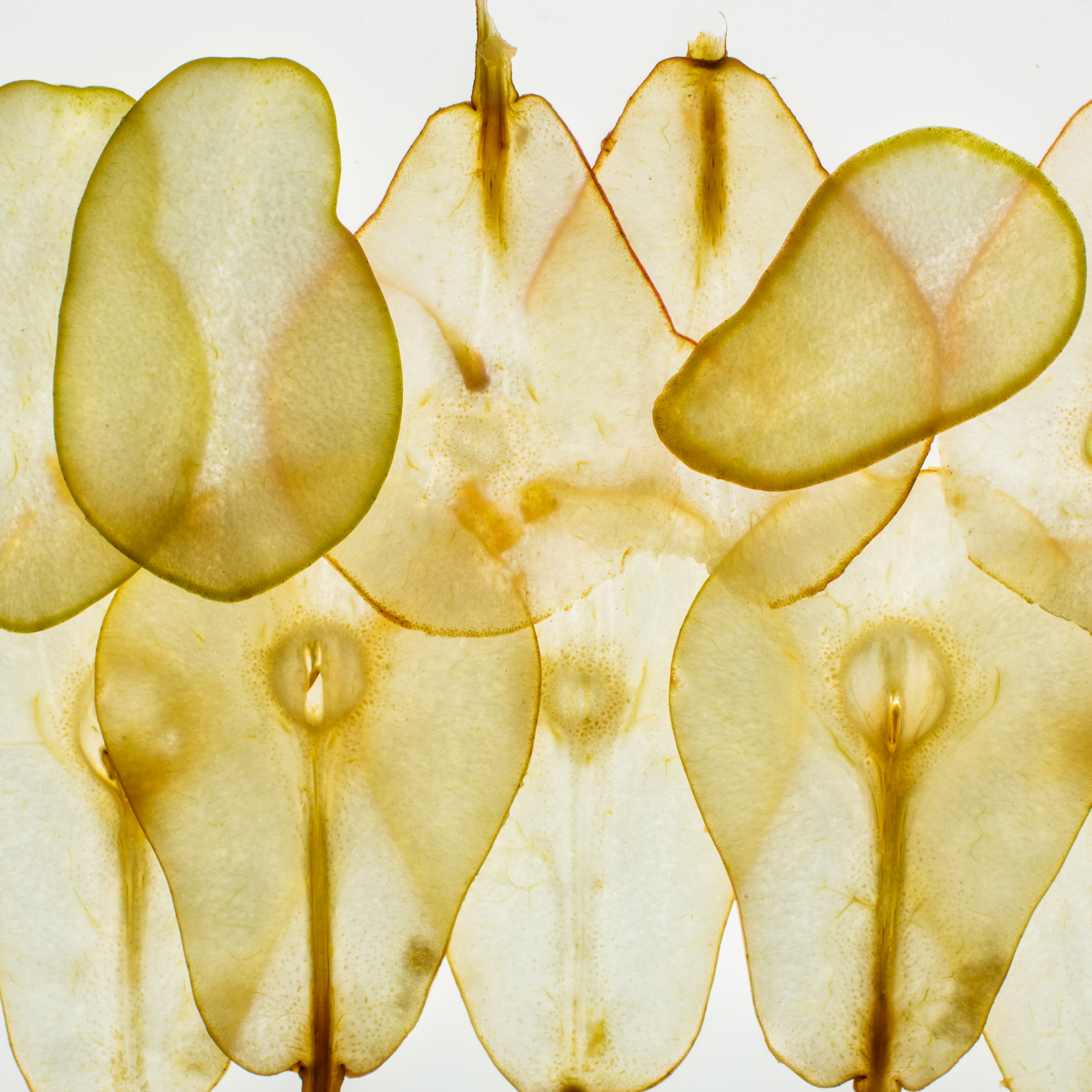 PEAR ÉCLAT (LIMITED EDITION)