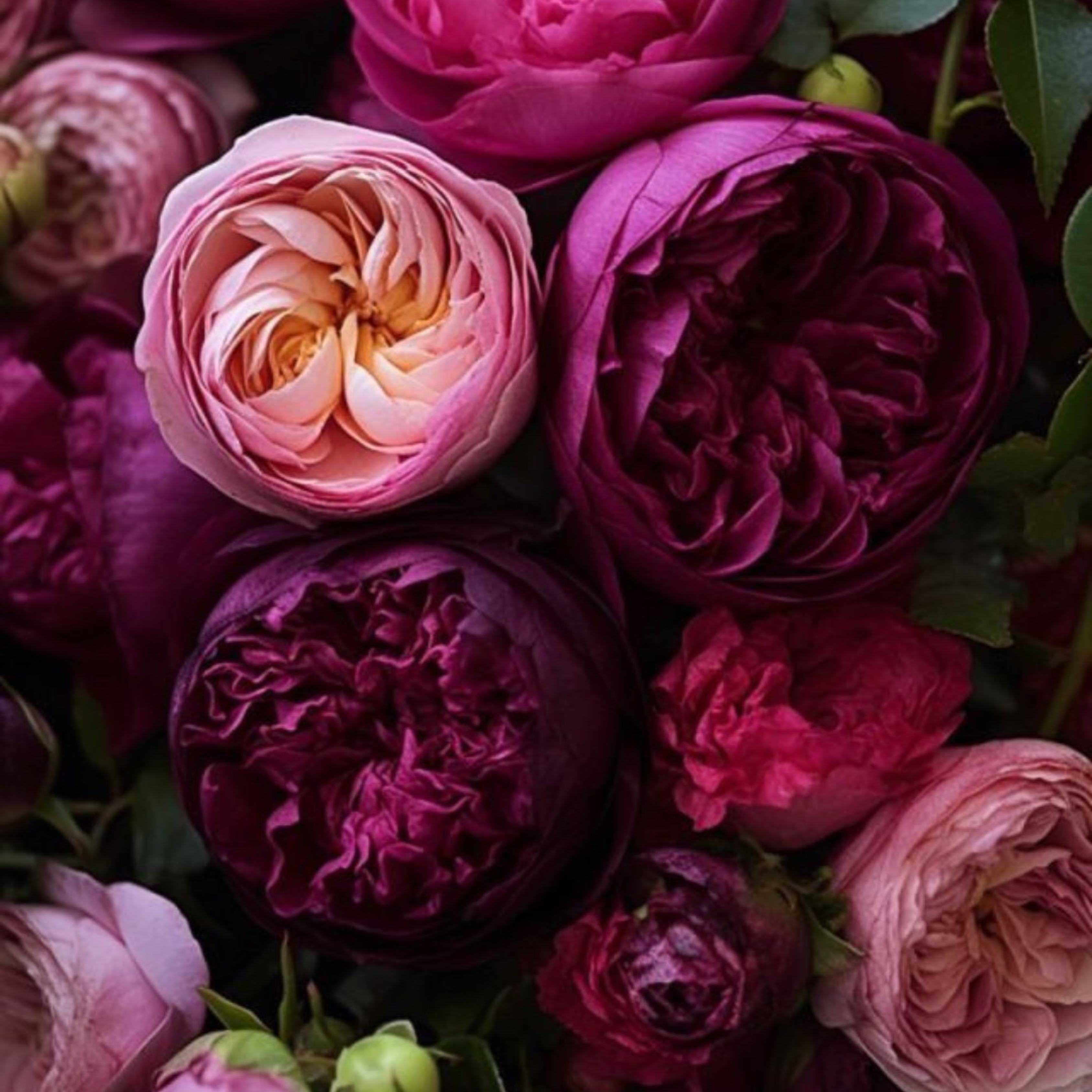 ROSE MIRABELL