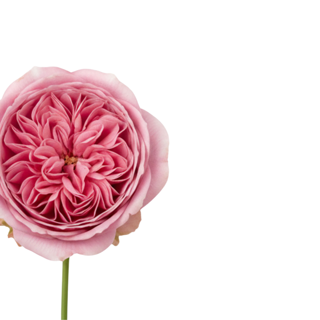 DAMASZENER ROSE